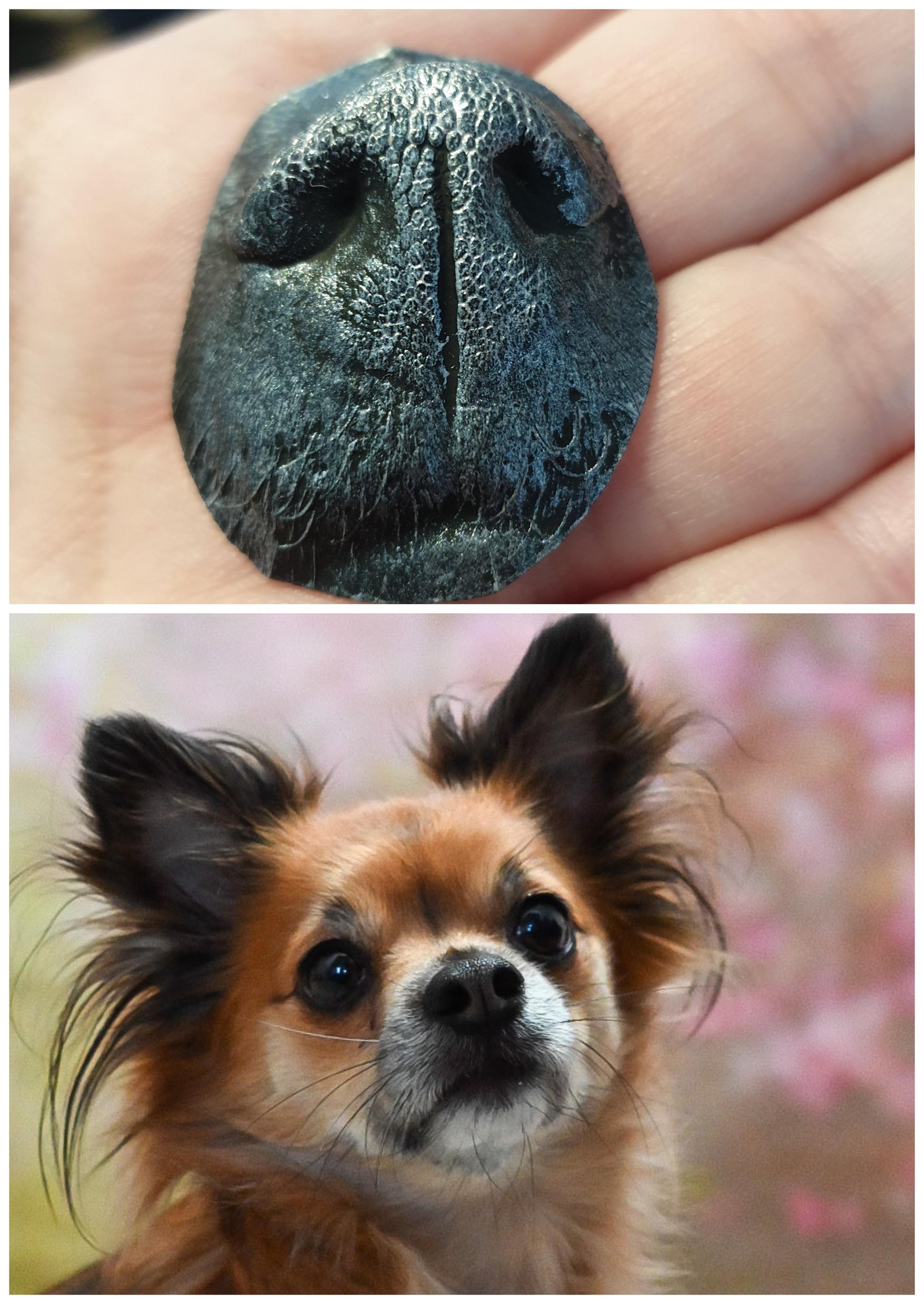 bambelina Gipsabdruck Set zur Erstellung von 3D Abdruck von Schnauze Hund oder Pfote oder Nase und Pfote einer Katze.